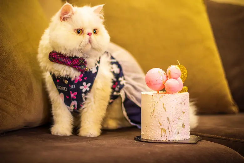 ケーキを見つめる白い猫