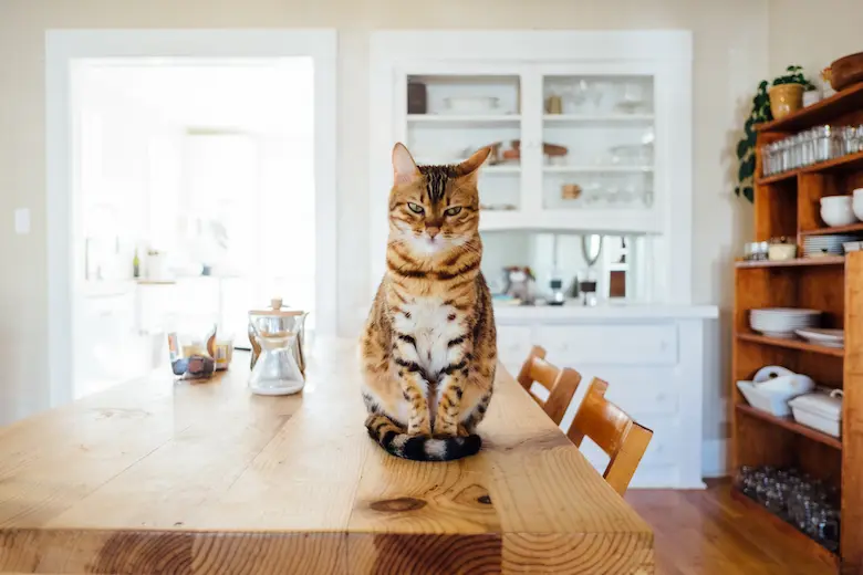 テーブルの上に座る猫